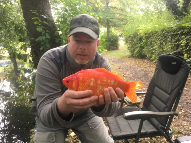 Goldfisch