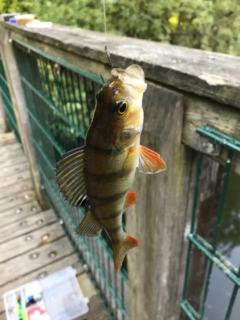 Flussbarsch