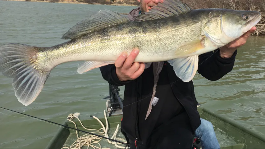 Zander