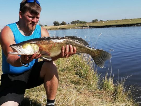 Zander