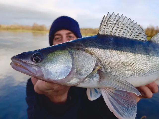 Zander