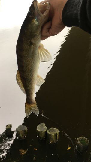 Zander