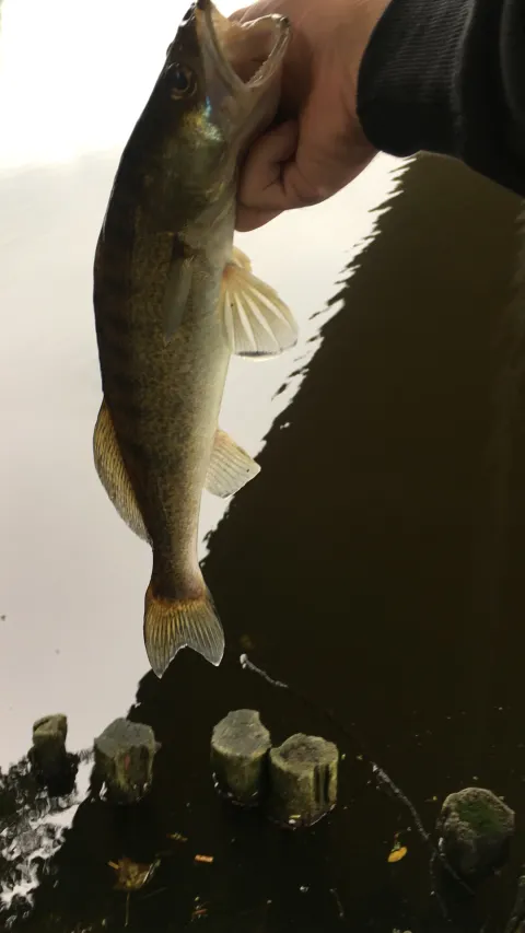 Zander