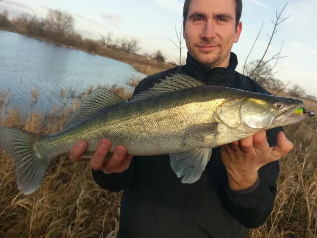 Zander