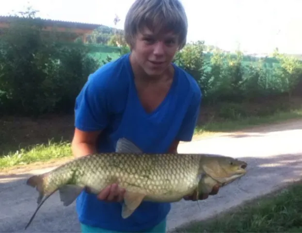 Graskarpfen
