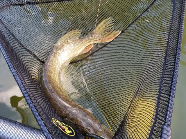 Hecht