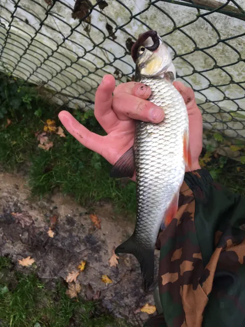 Döbel