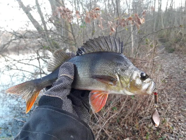 Flussbarsch