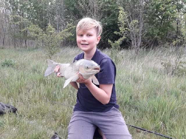 Graskarpfen