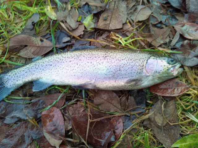 Regenbogenforelle