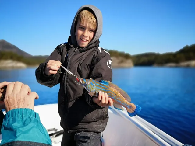 Lippfisch