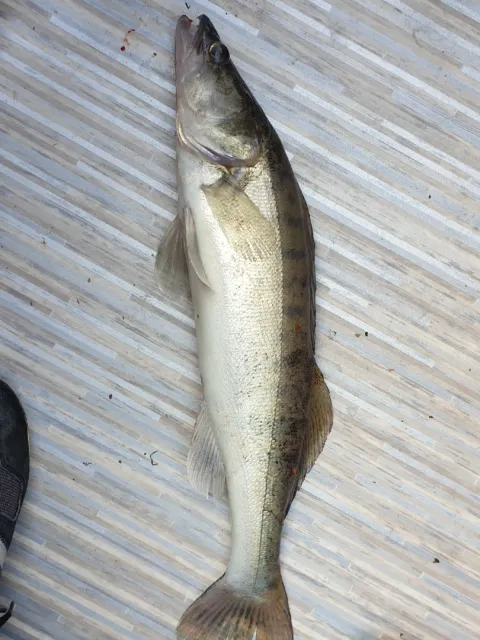 Zander