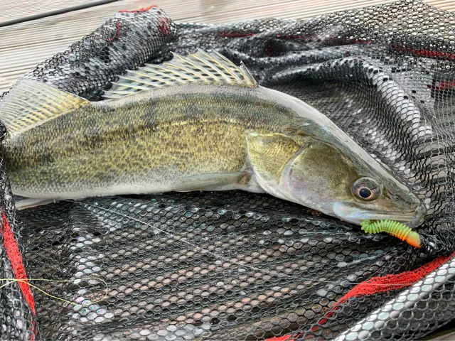 Zander