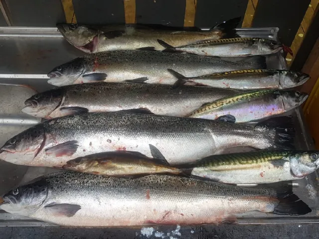 Lachs