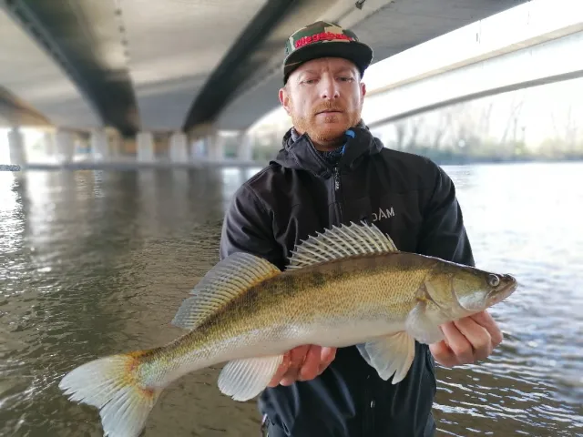 Zander