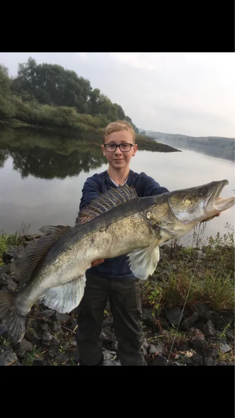 Zander