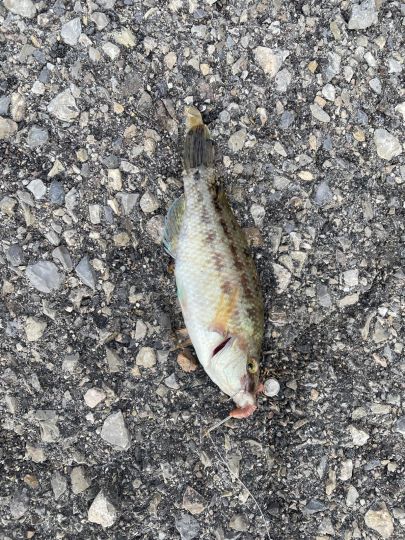 Lippfisch