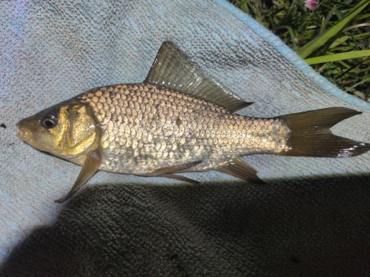 Karausche