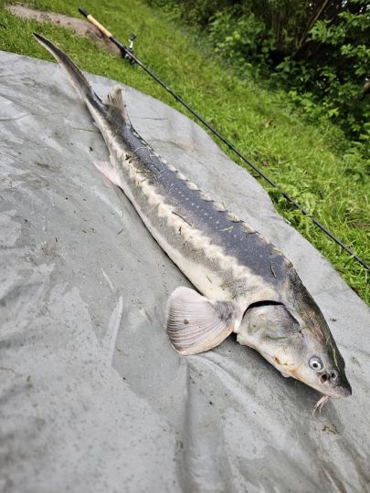Stör