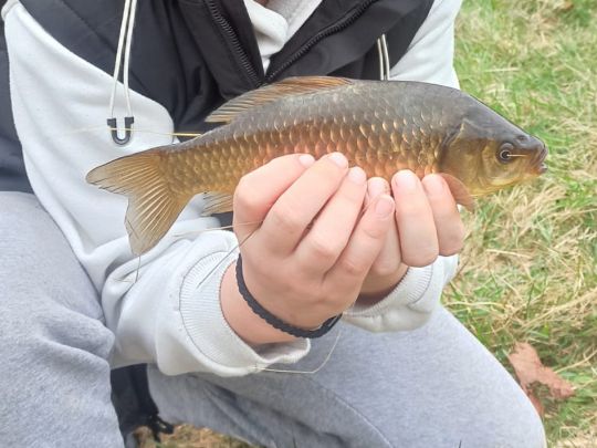 Giebel