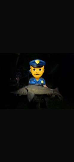 Stör