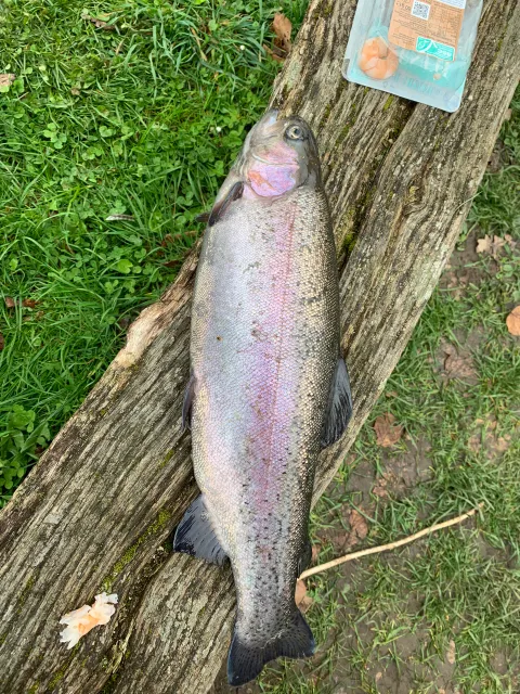 Regenbogenforelle