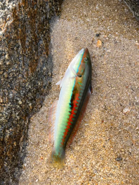 Lippfisch