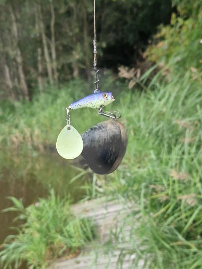 Gemeine Teichmuschel