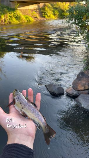 Bachforelle