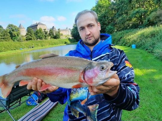 Regenbogenforelle