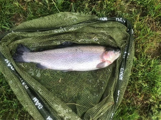 Regenbogenforelle