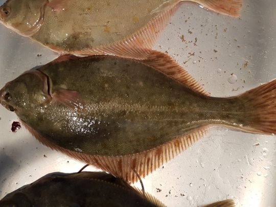 Flunder