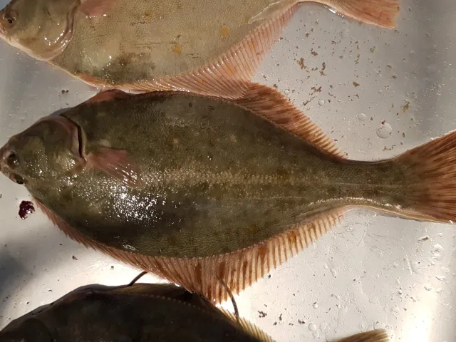 Flunder