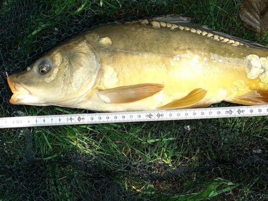 Graskarpfen