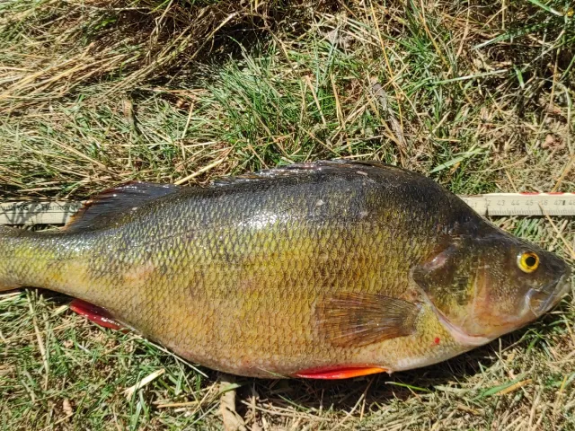 Flussbarsch