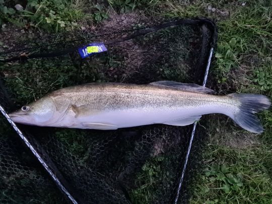 Zander