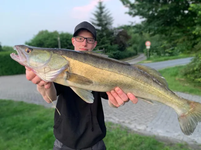 Zander