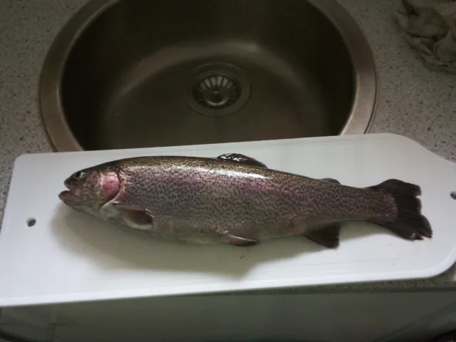 Regenbogenforelle