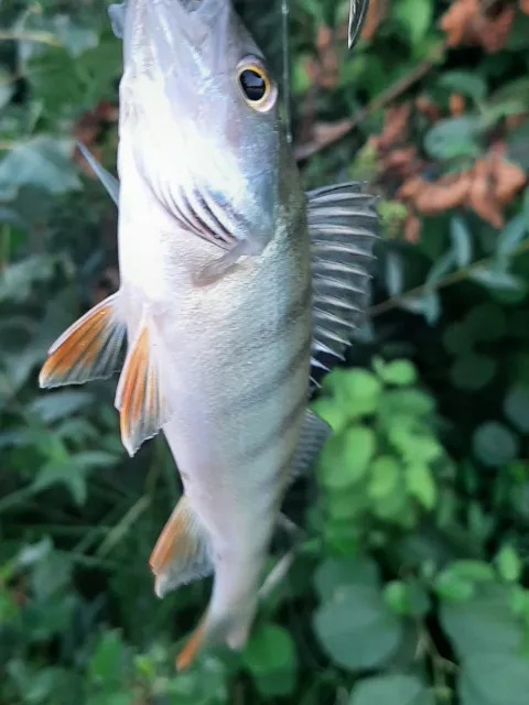 Flussbarsch