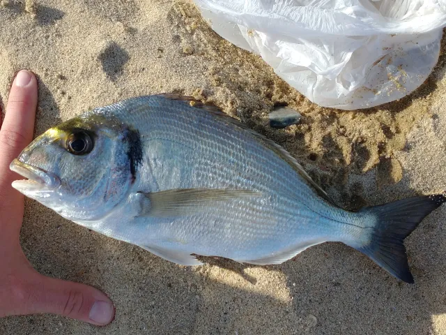Dorade