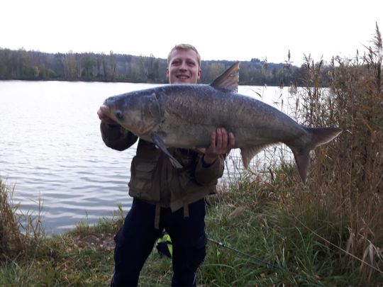 Marmorkarpfen
