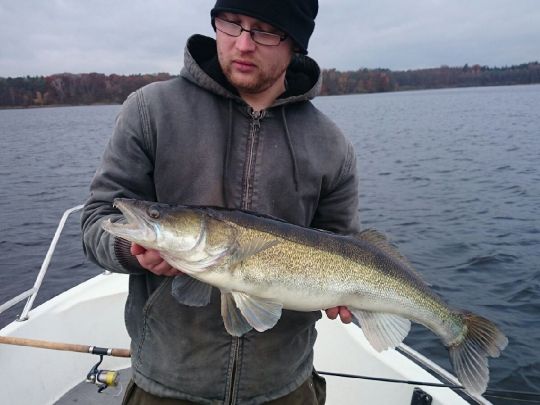 Zander