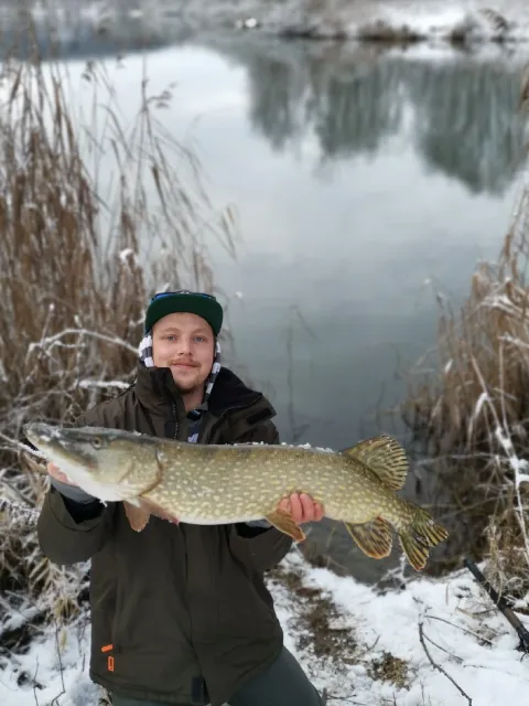 Hecht
