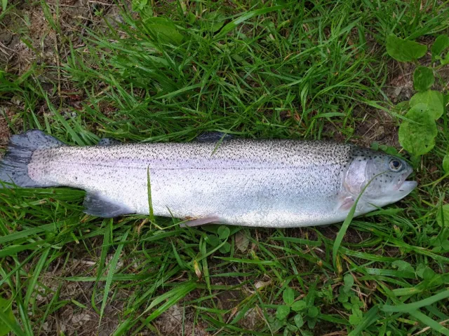 Regenbogenforelle