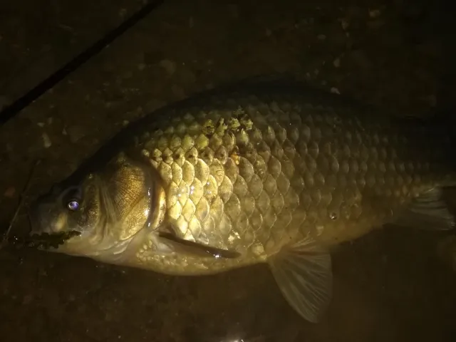 Karausche