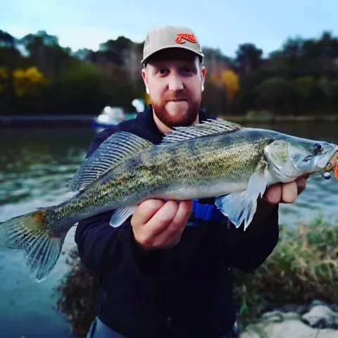 Zander