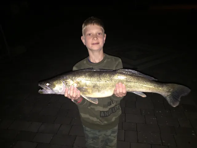Zander