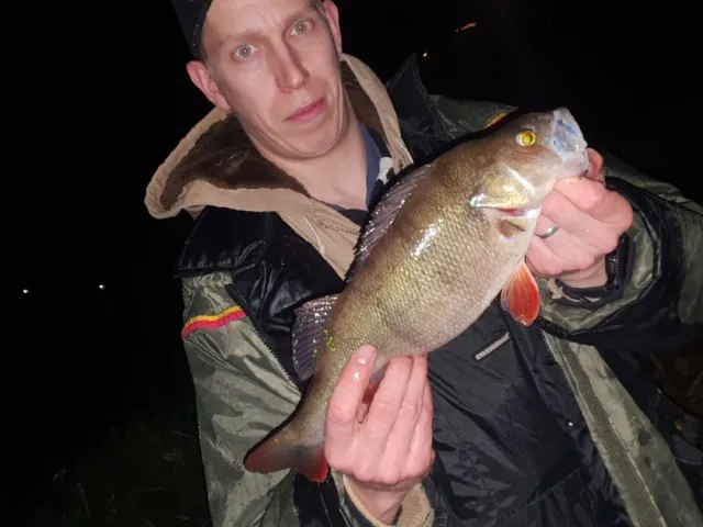 Flussbarsch