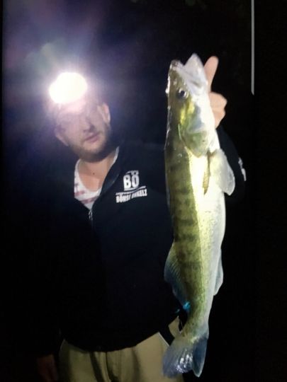 Zander