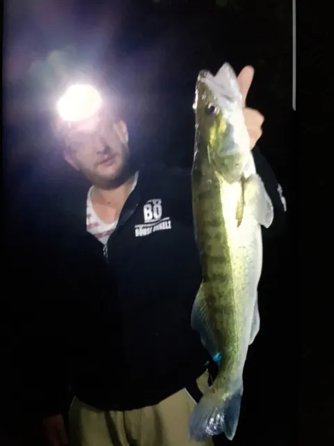 Zander